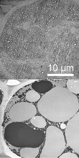 Снимок растительной ткани под электронным микроскопом. Сверху - без предварительной обработки оксидом осмия (VIII), снизу - после обработки OsO4