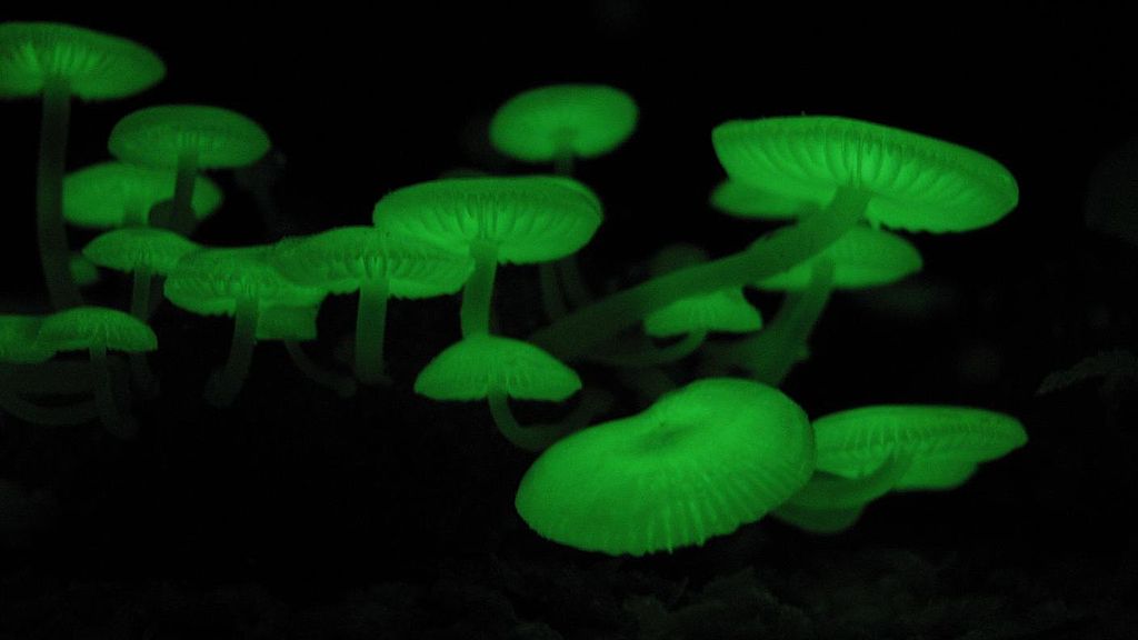  Mycena chlorophos