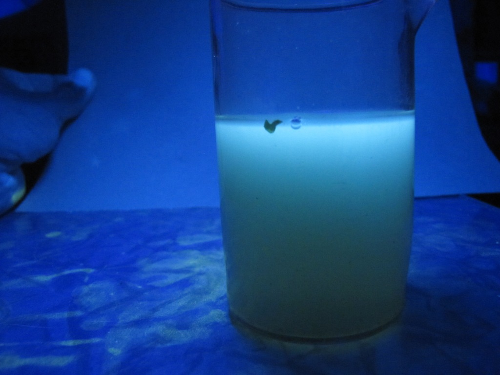 :    . Chelidonium Glows Under Black, or Ultraviolet Light