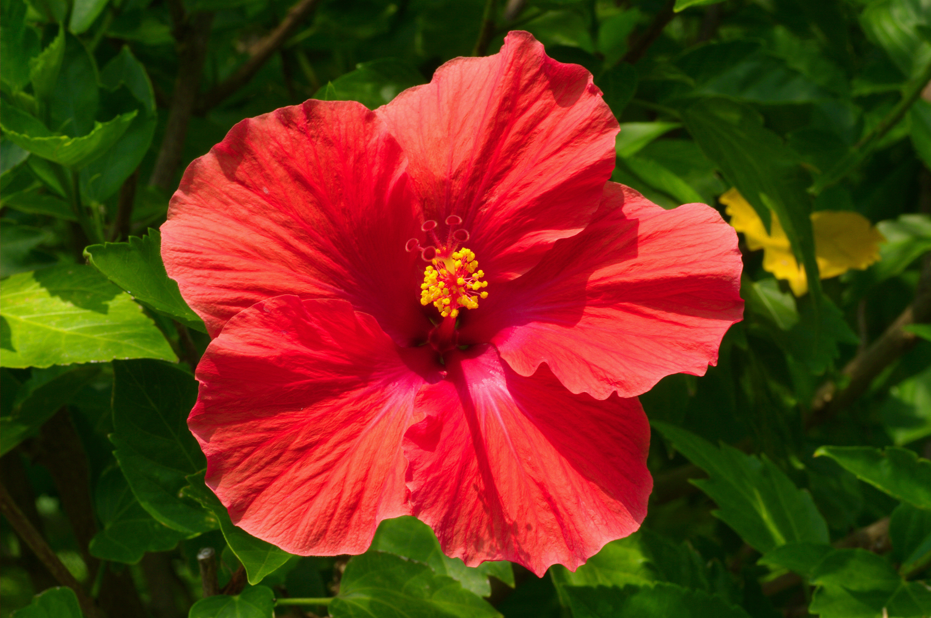  (Hibiscus)