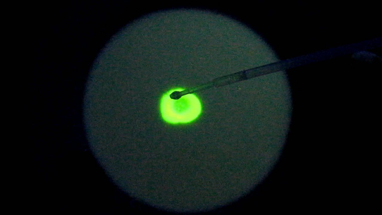 The Fluorescence of Fluorescein under UV Light on the Surface of Milk. (Surface Tension Experiments).        . (   )