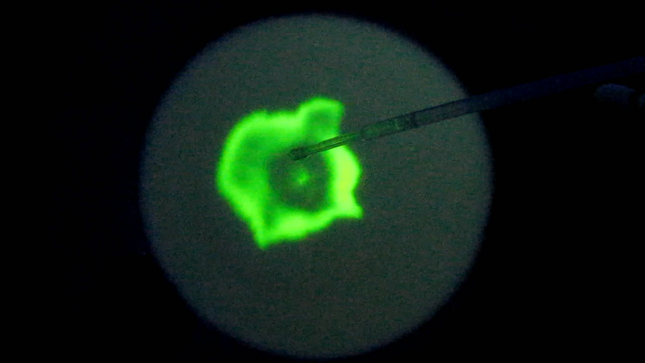 The Fluorescence of Fluorescein under UV Light on the Surface of Milk. (Surface Tension Experiments).        . (   )