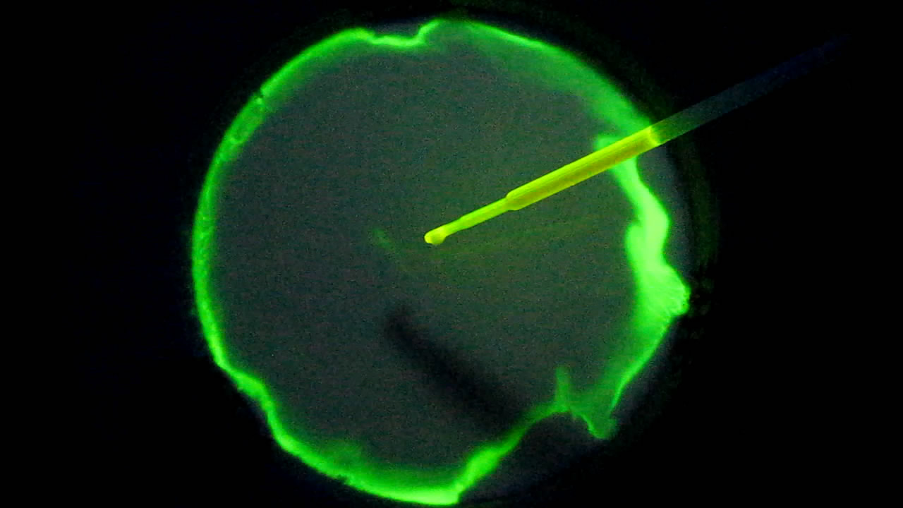 The Fluorescence of Fluorescein under UV Light on the Surface of Milk. (Surface Tension Experiments).        . (   )