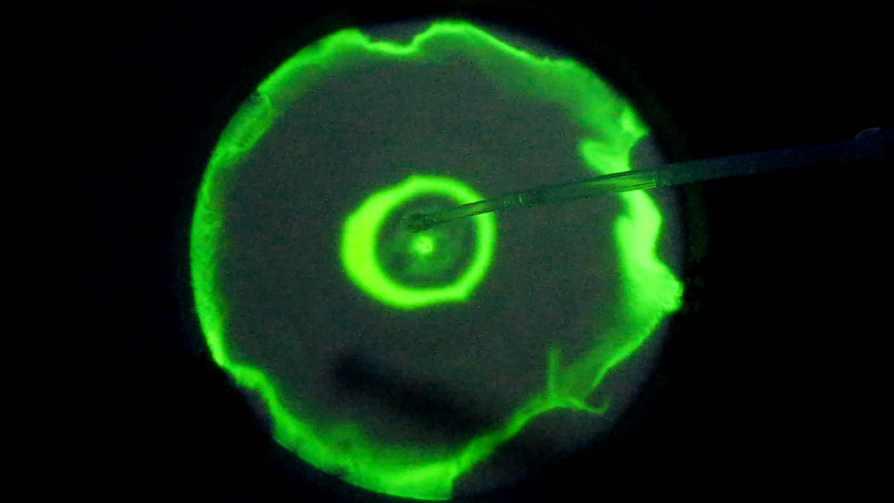 The Fluorescence of Fluorescein under UV Light on the Surface of Milk. (Surface Tension Experiments).        . (   )