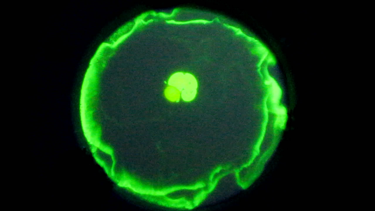 The Fluorescence of Fluorescein under UV Light on the Surface of Milk. (Surface Tension Experiments).        . (   )