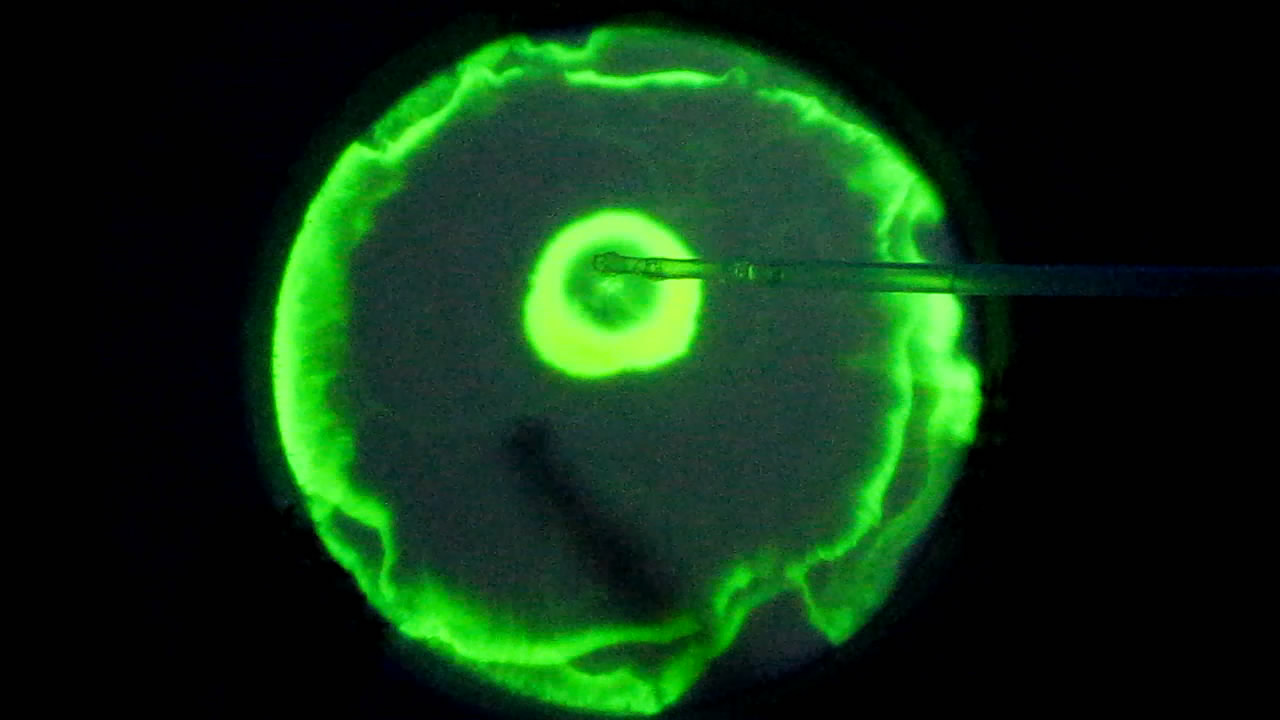 The Fluorescence of Fluorescein under UV Light on the Surface of Milk. (Surface Tension Experiments).        . (   )