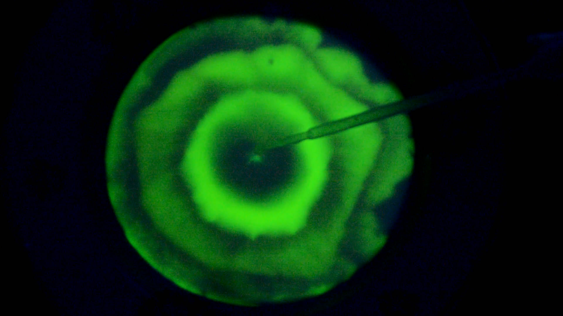 The Fluorescence of Fluorescein under UV Light on the Surface of Milk. (Surface Tension Experiments).        . (   )