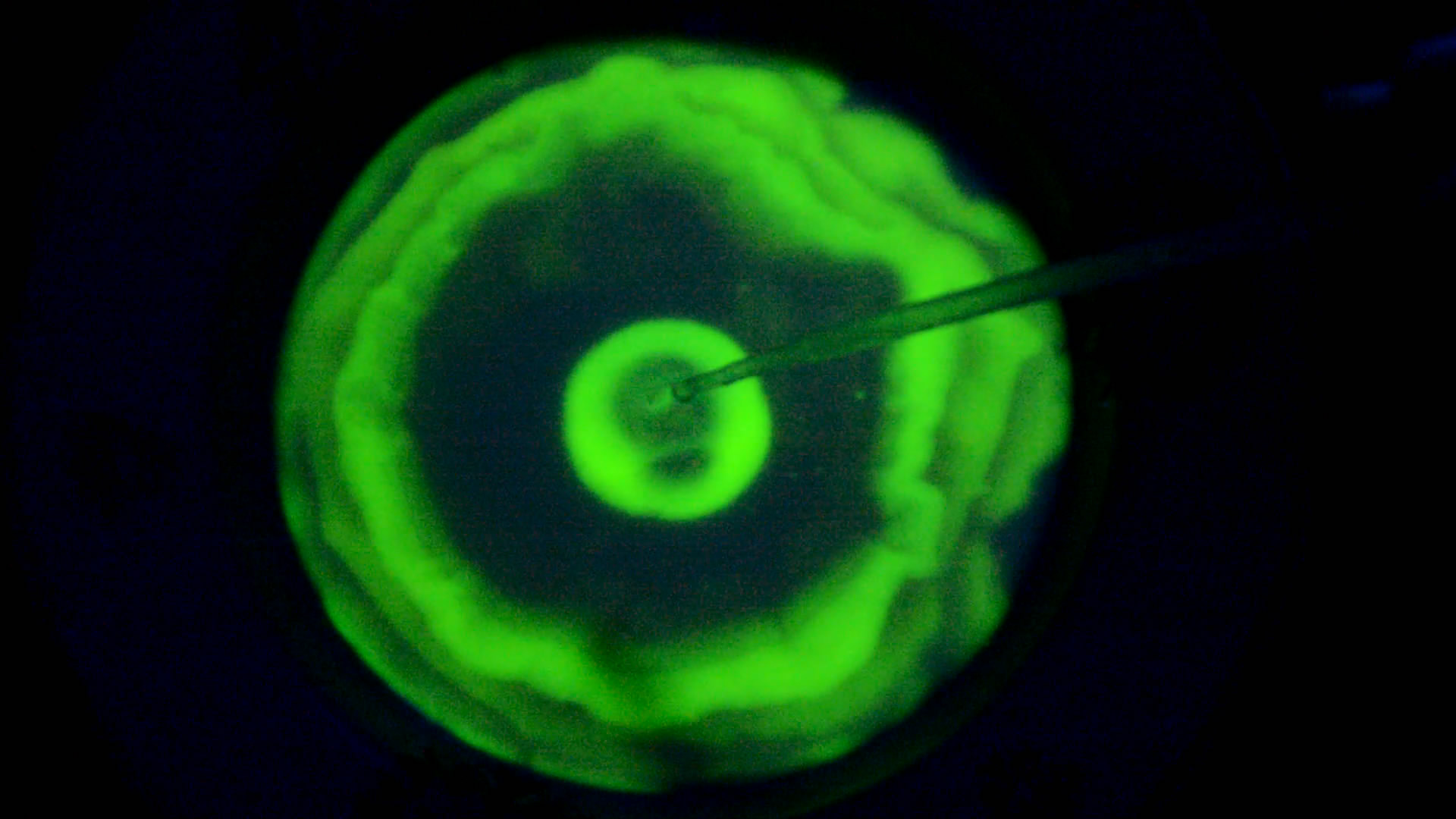 The Fluorescence of Fluorescein under UV Light on the Surface of Milk. (Surface Tension Experiments).        . (   )