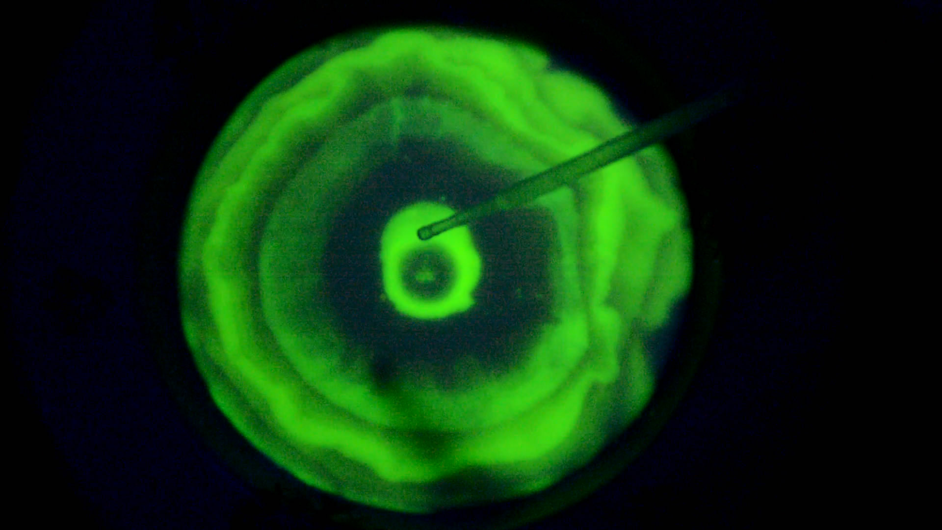 The Fluorescence of Fluorescein under UV Light on the Surface of Milk. (Surface Tension Experiments).        . (   )