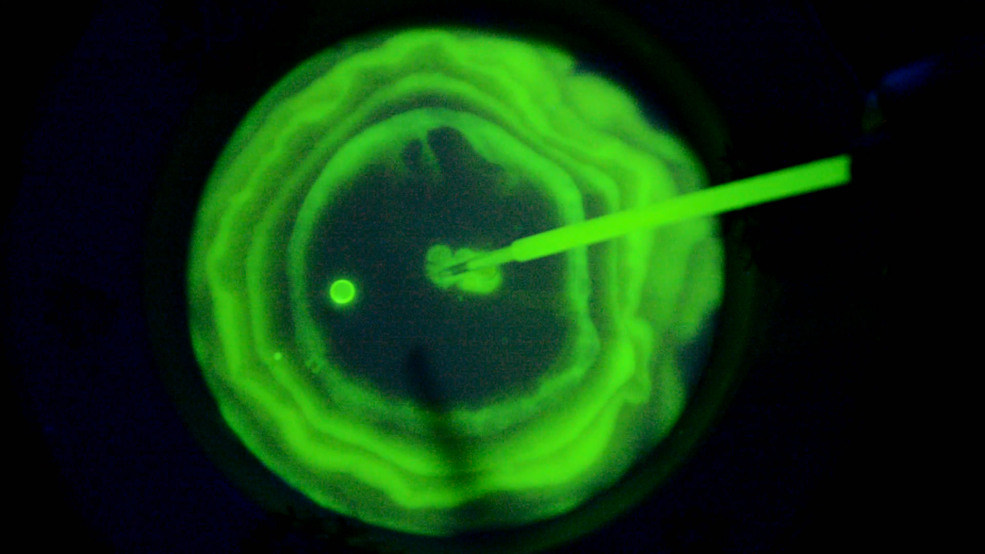 The Fluorescence of Fluorescein under UV Light on the Surface of Milk. (Surface Tension Experiments).        . (   )