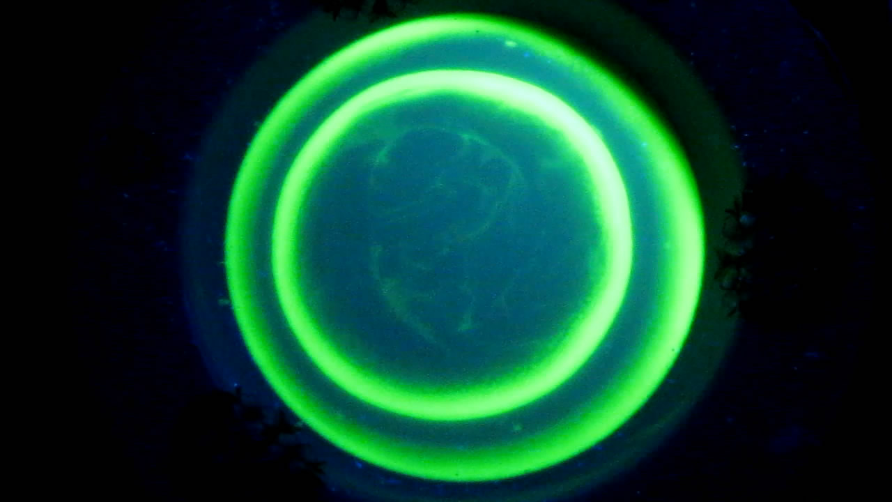 Свечение флуоресцеина на поверхности молока и жидкое мыло. (Эксперименты с поверхностным натяжением). The Fluorescence of Fluorescein under UV Light on the Surface of Milk. (Surface Tension Experiments)