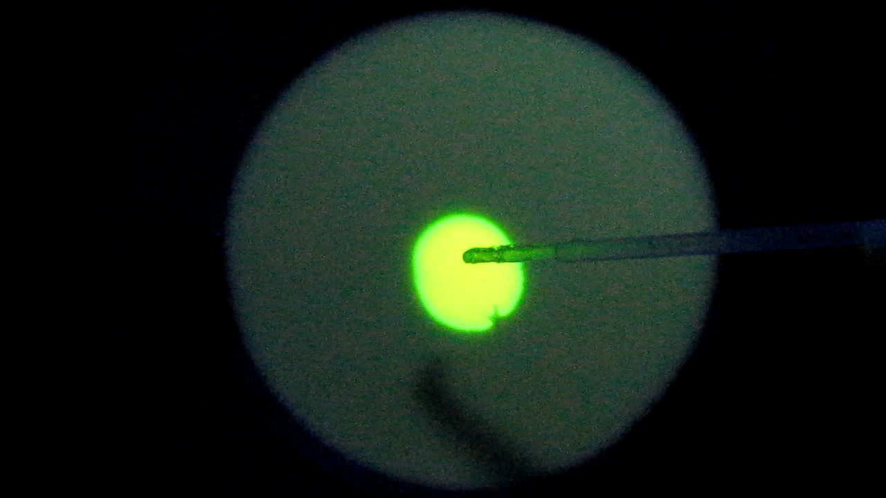 The Fluorescence of Fluorescein under UV Light on the Surface of Milk. (Surface Tension Experiments).        . (   )