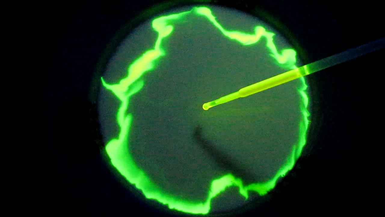 The Fluorescence of Fluorescein under UV Light on the Surface of Milk. (Surface Tension Experiments).        . (   )