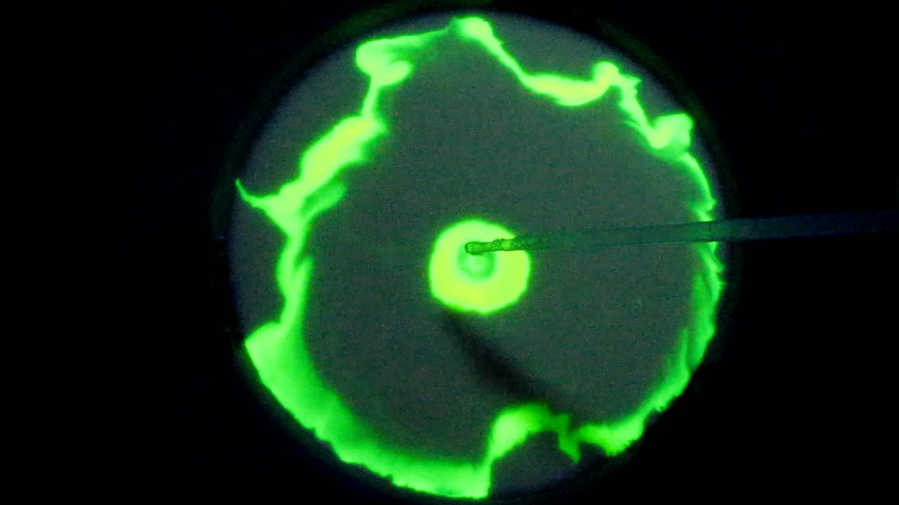 The Fluorescence of Fluorescein under UV Light on the Surface of Milk. (Surface Tension Experiments).        . (   )