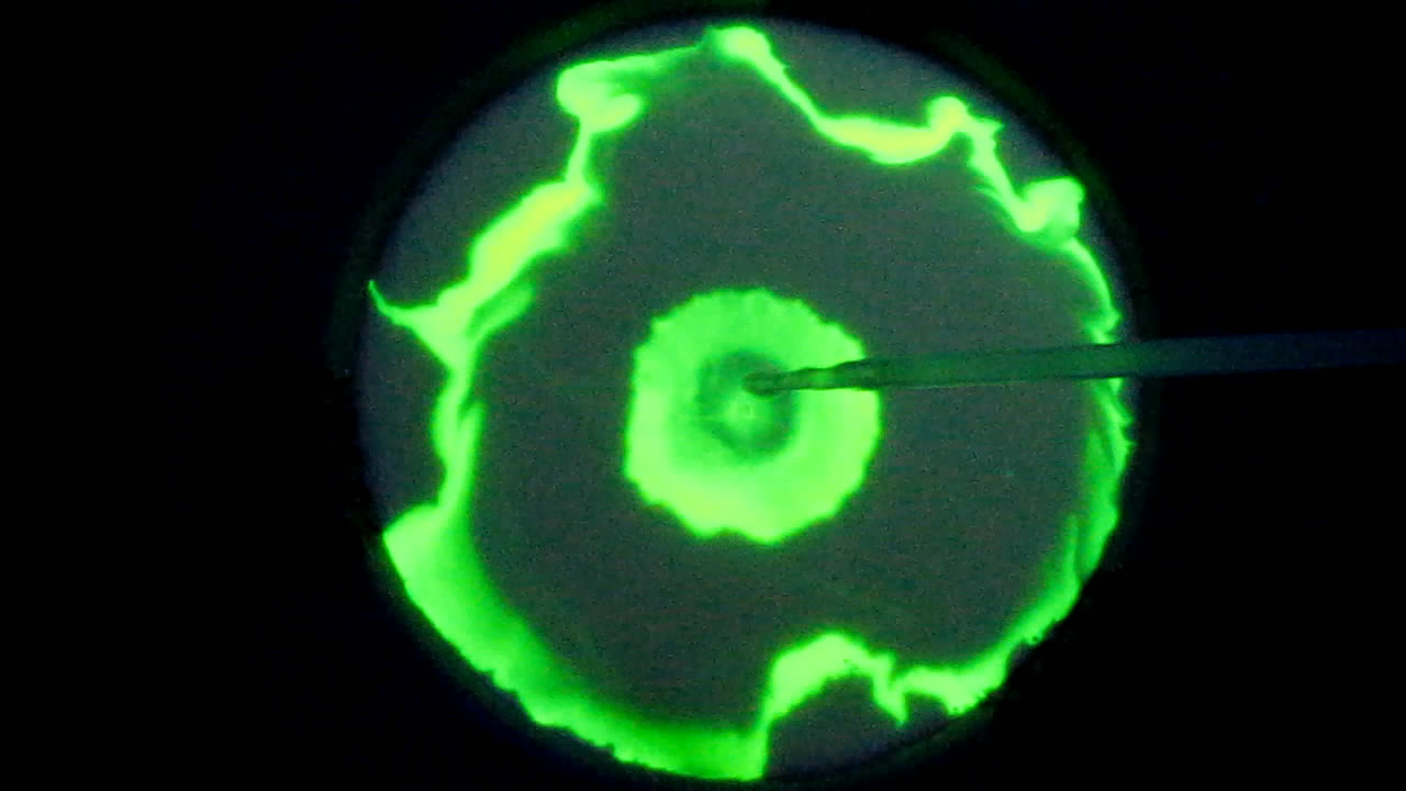 The Fluorescence of Fluorescein under UV Light on the Surface of Milk. (Surface Tension Experiments).        . (   )