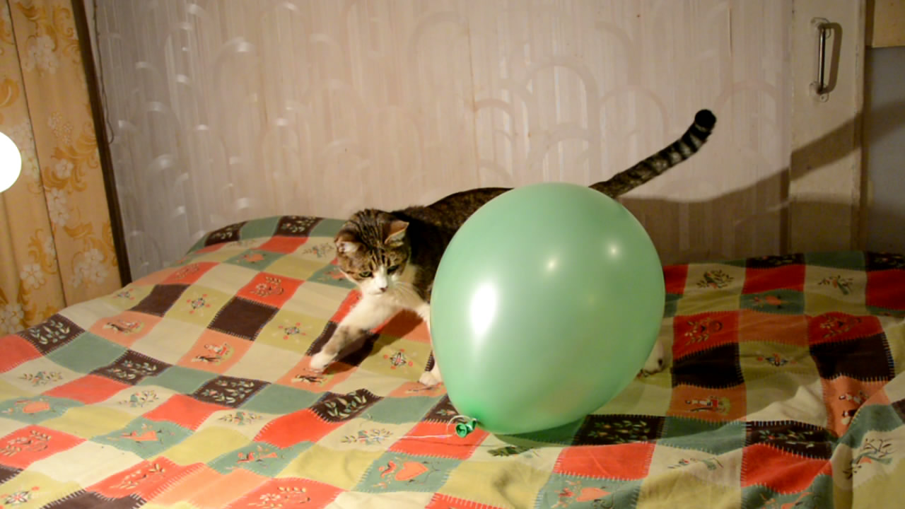 Hexane Destroys Rubber (balloon, hexane and cat).    ( ,   )
