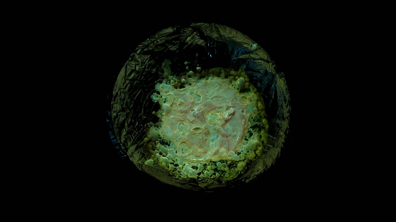     : . Boric acid phosphor: fluorescein