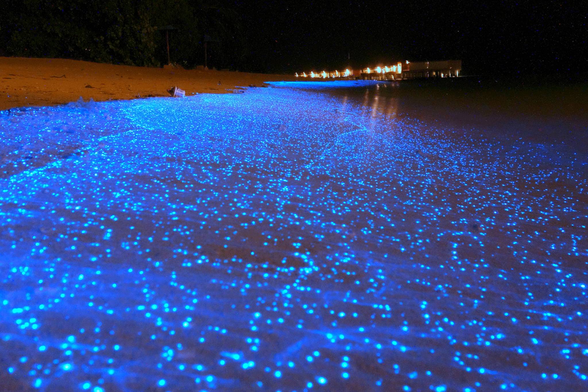 Свечение моря (биолюминесценция). Sea glowing (bioluminescence)