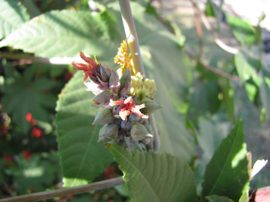  (Ricinus communis)  . Ricinus communis in Kyiv, Ukraine