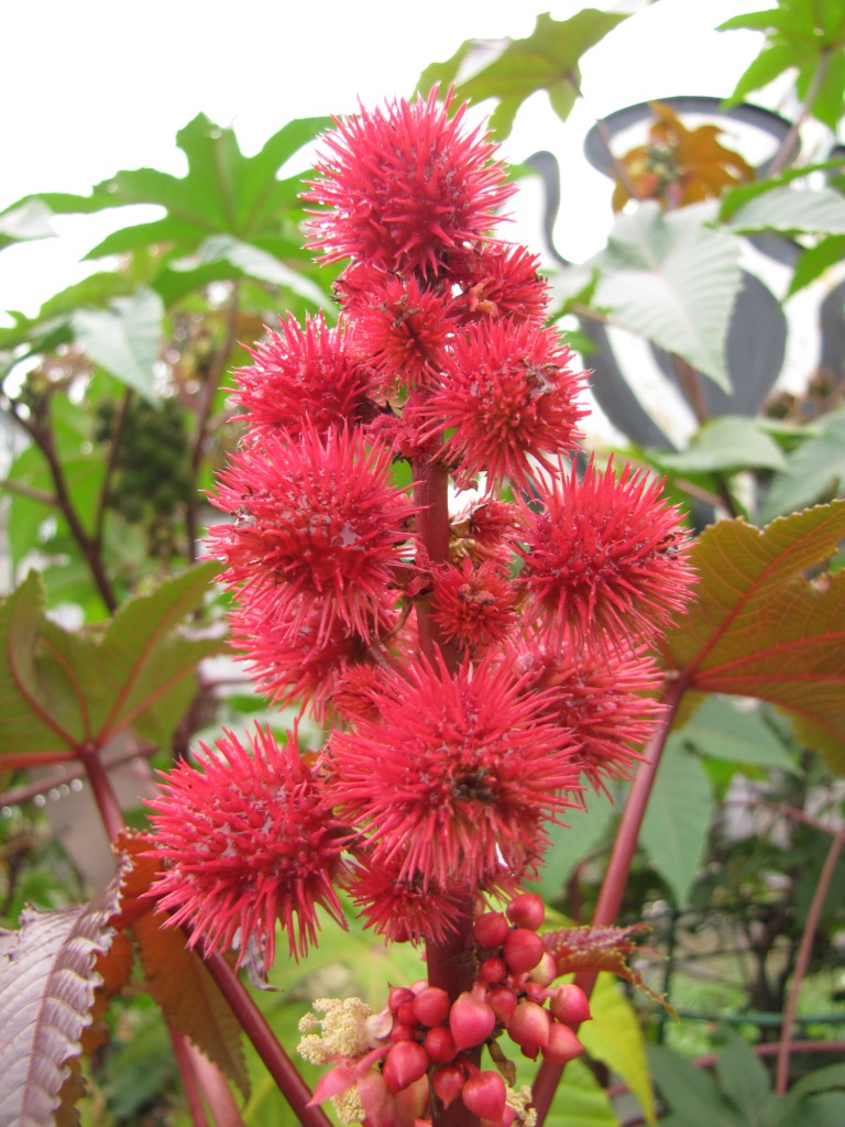  (Ricinus communis)  . Ricinus communis in Kyiv, Ukraine