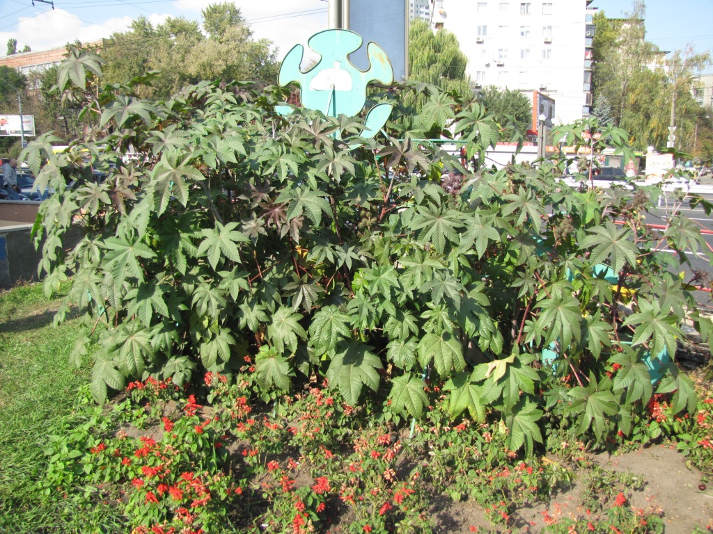  (Ricinus communis)  . Ricinus communis in Kyiv, Ukraine