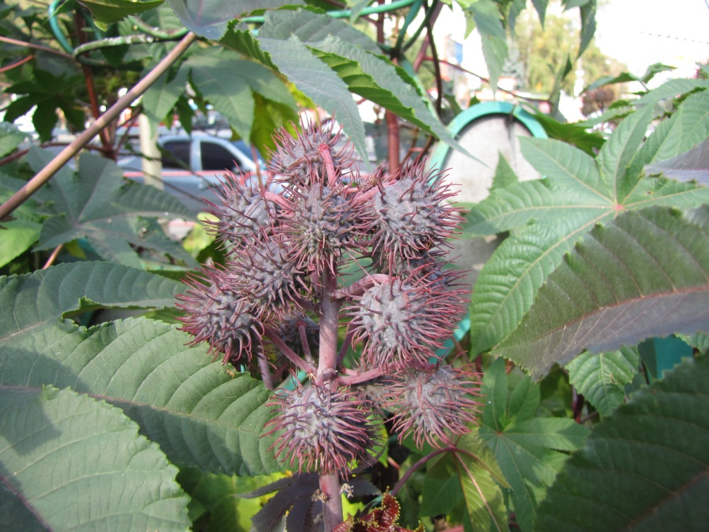  (Ricinus communis)  . Ricinus communis in Kyiv, Ukraine