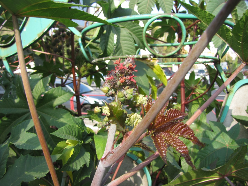  (Ricinus communis)  . Ricinus communis in Kyiv, Ukraine