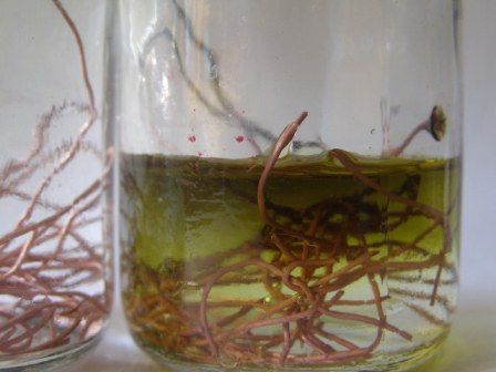      ?<br> Does copper dissolve in hydrochloric acid?