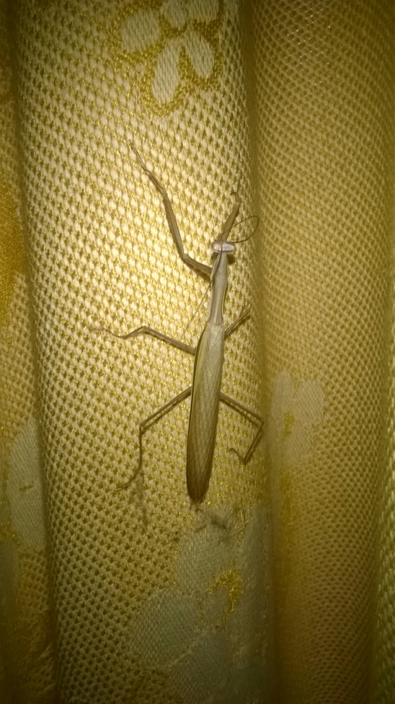     . European mantis in Kyiv flat