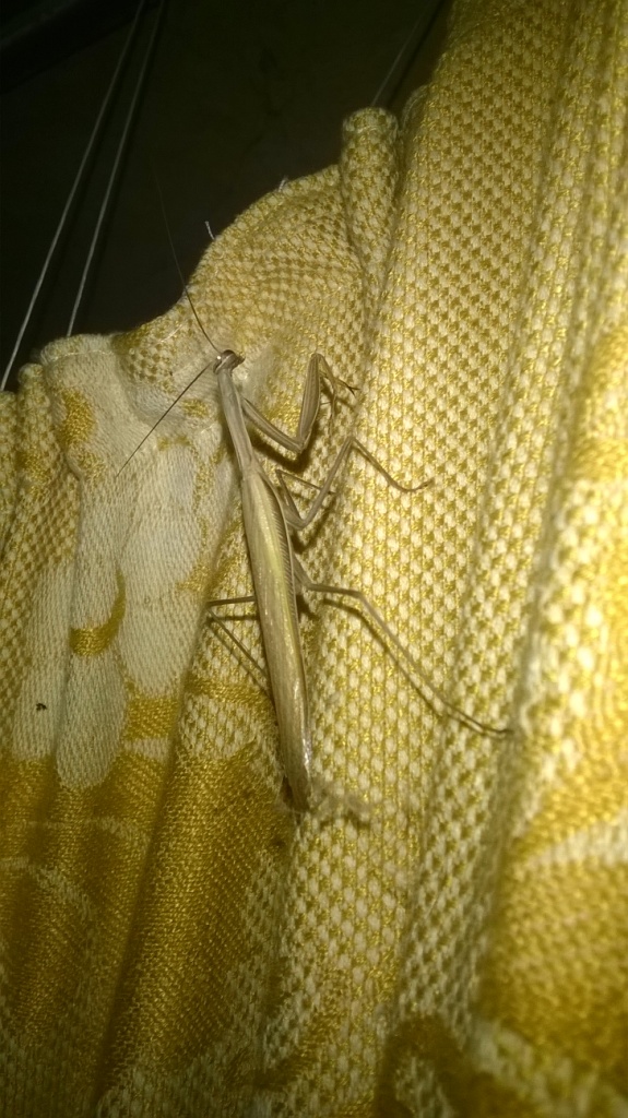     . European mantis in Kyiv flat