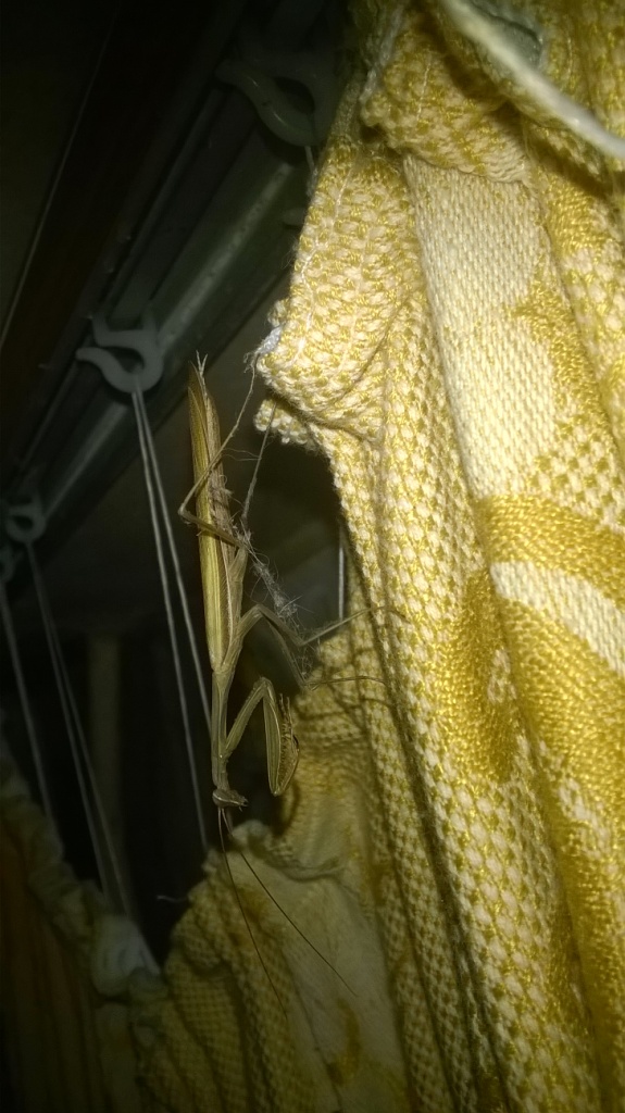     . European mantis in Kyiv flat