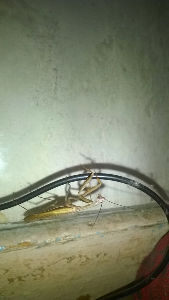     . European mantis in Kyiv flat