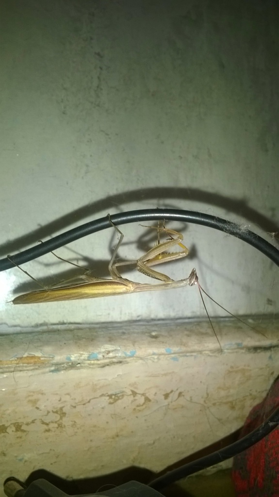     . European mantis in Kyiv flat