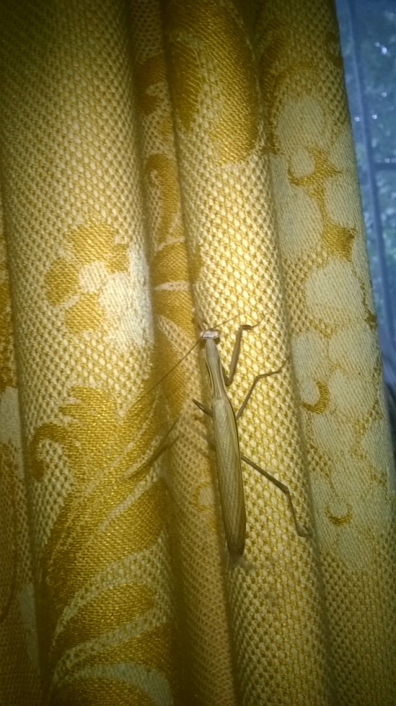     . European mantis in Kyiv flat