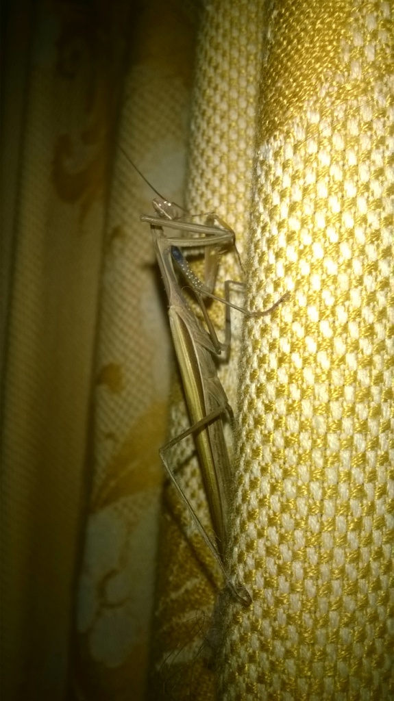     . European mantis in Kyiv flat