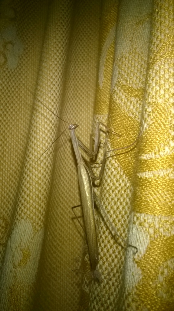     . European mantis in Kyiv flat