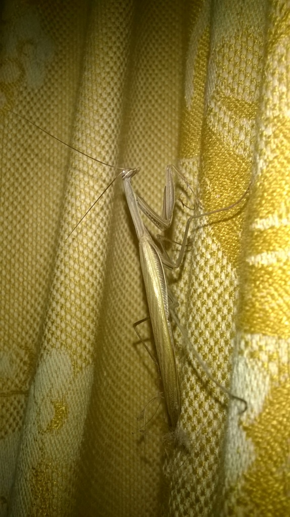     . European mantis in Kyiv flat