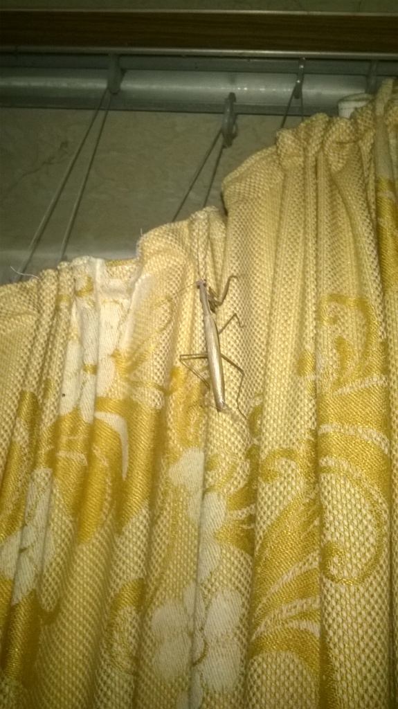     . European mantis in Kyiv flat