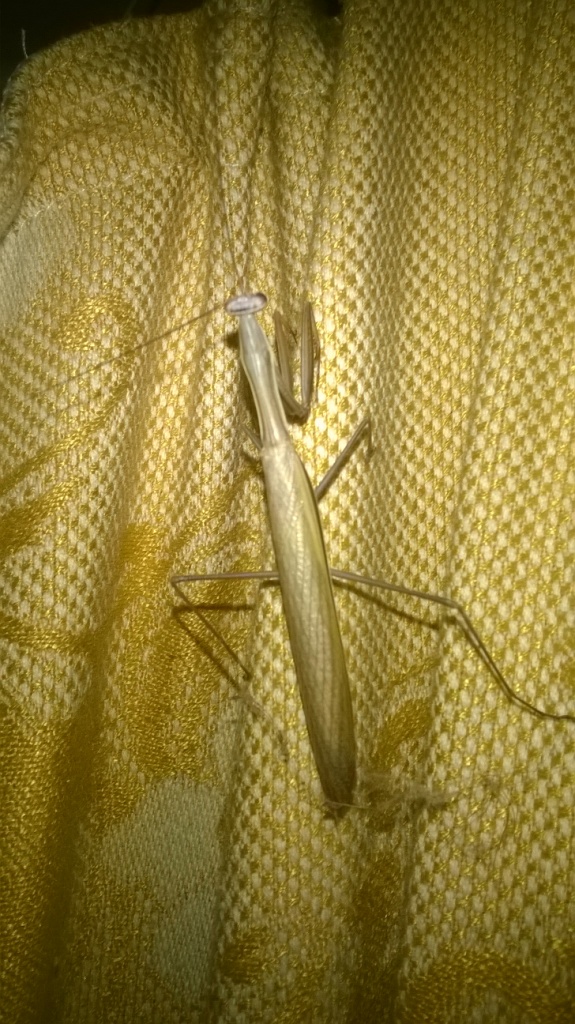     . European mantis in Kyiv flat