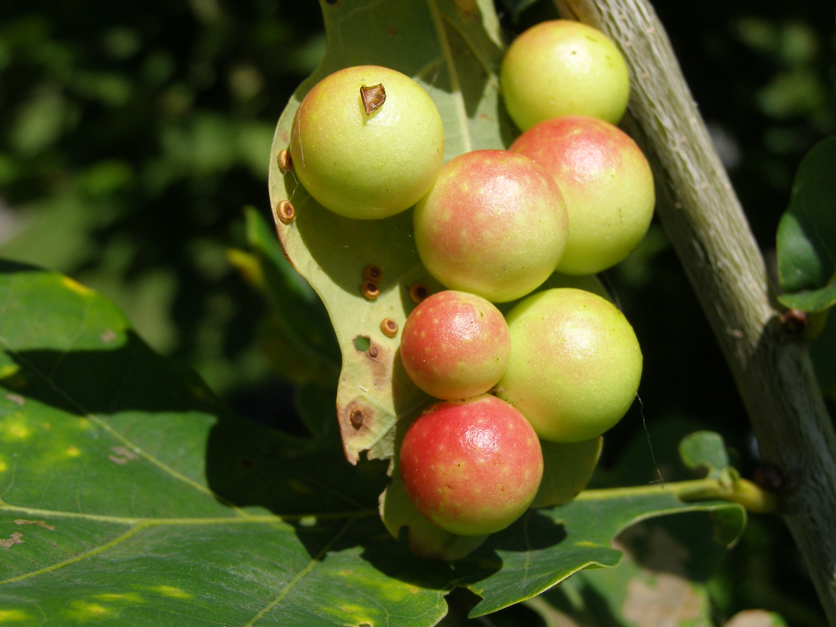     . Oak apples