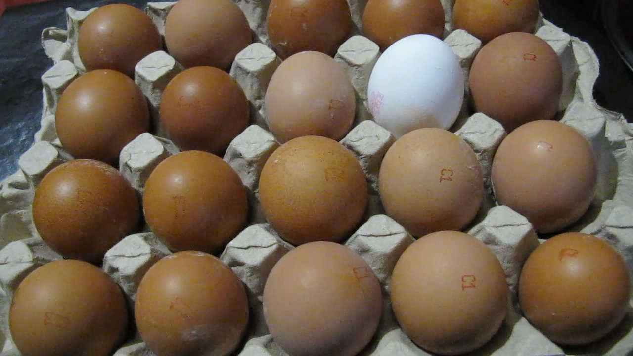     . Chicken eggs and ultraviolet lamp