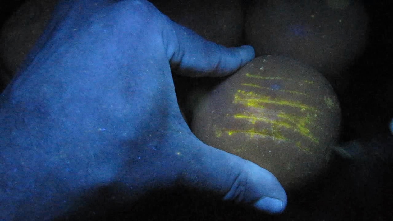   . Grapefruit and ultraviolet light