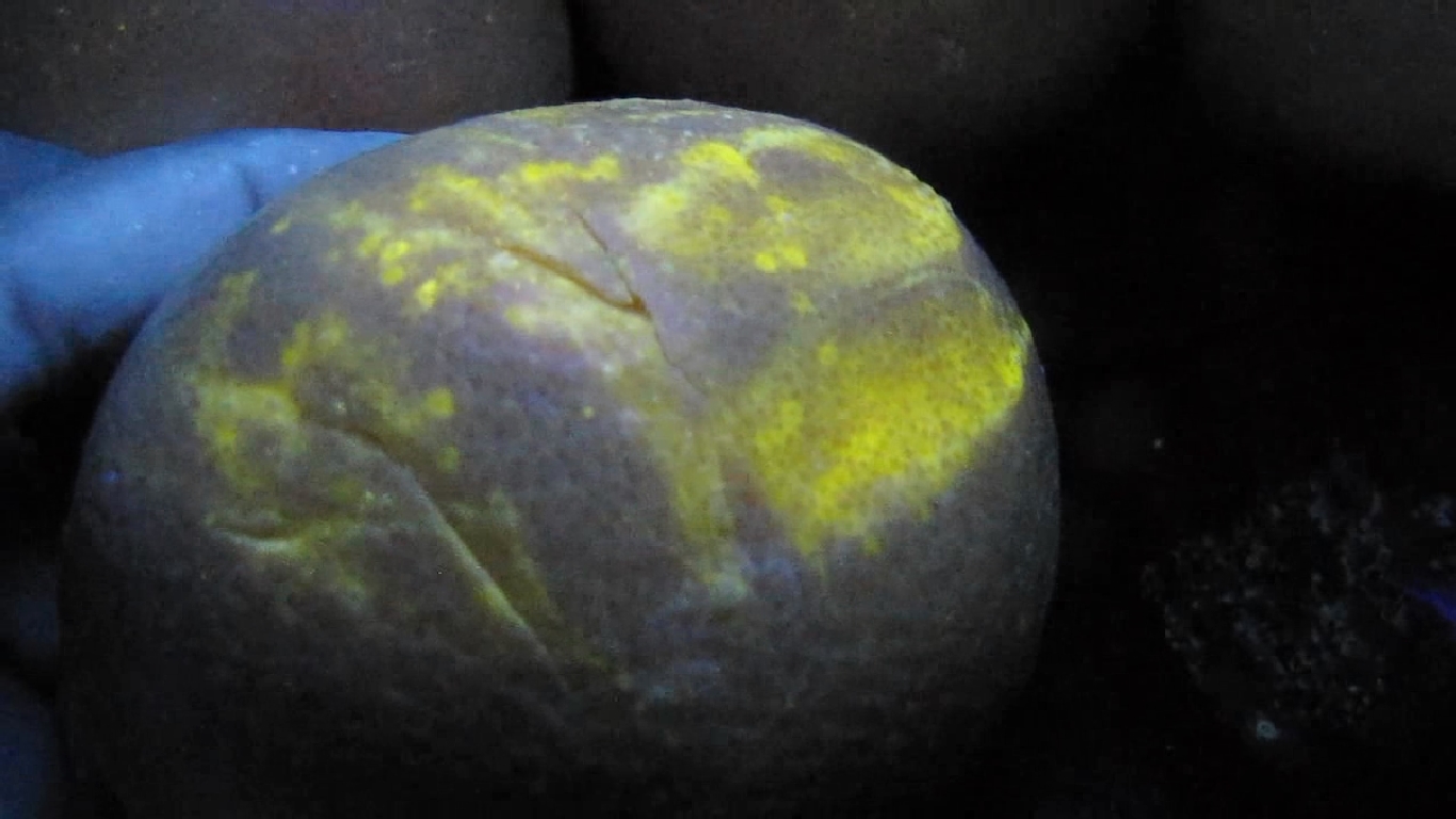    . Grapefruit and ultraviolet light