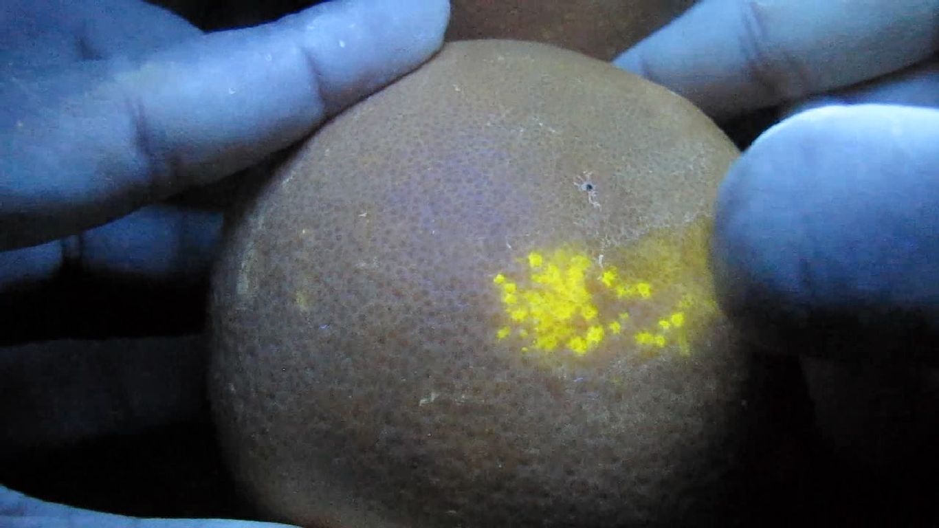    . Grapefruit and ultraviolet light