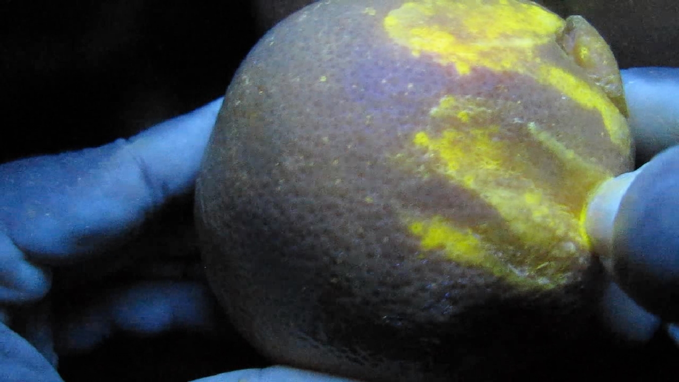    . Grapefruit and ultraviolet light