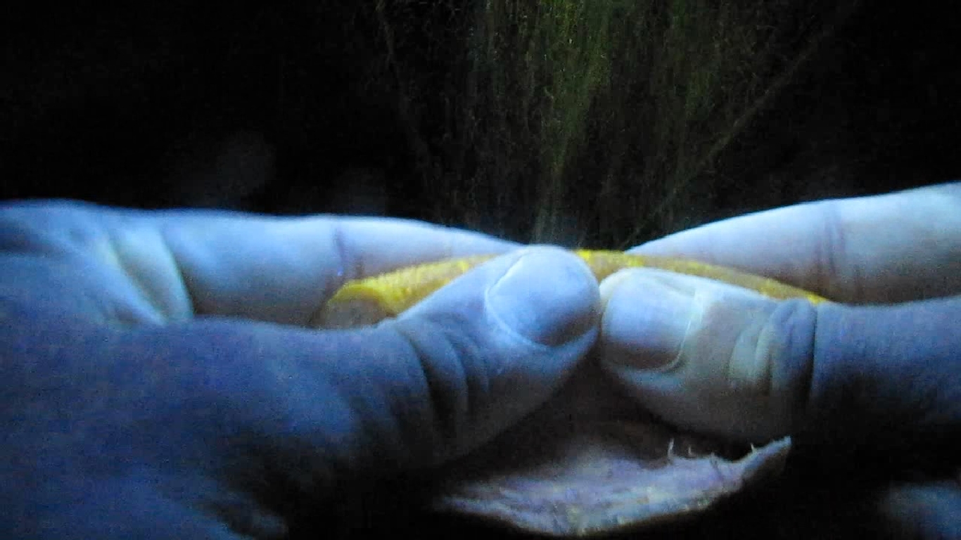    . Grapefruit and ultraviolet light