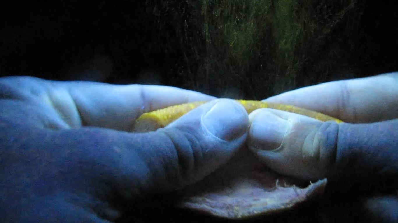    . Grapefruit and ultraviolet light