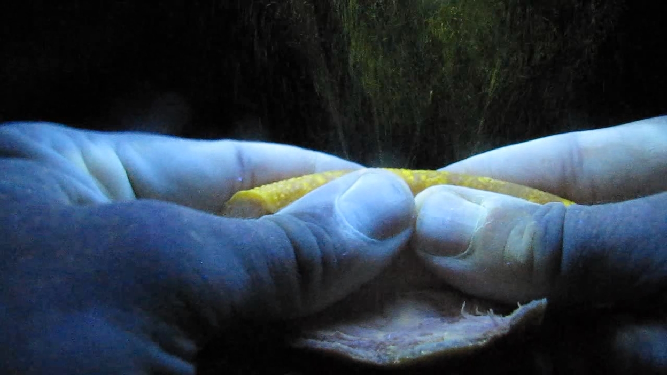    . Grapefruit and ultraviolet light