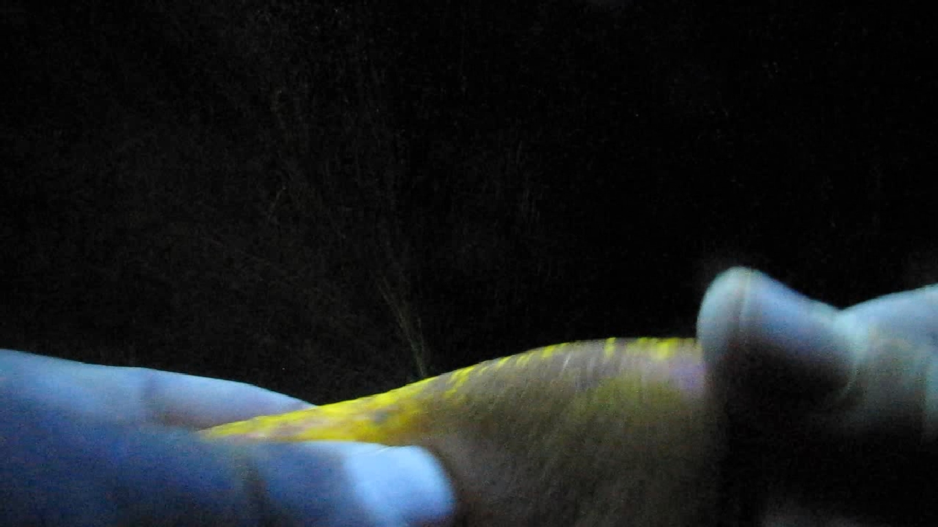    . Grapefruit and ultraviolet light