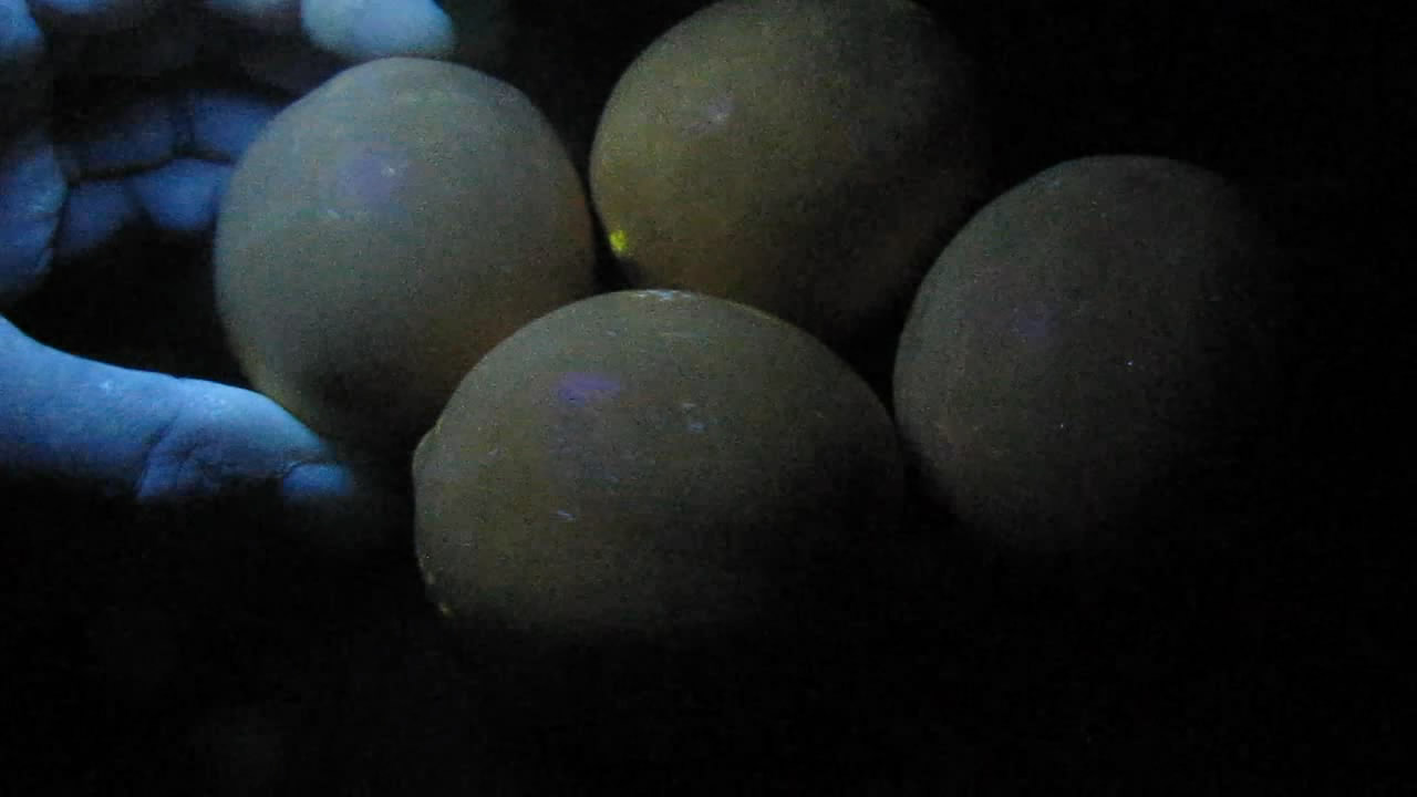 ,    . Lemons, mandarins and ultraviolet light